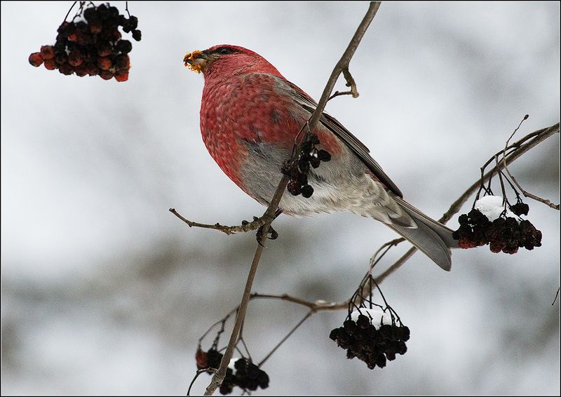 москва, зима, парк, птица ЩУРphoto preview