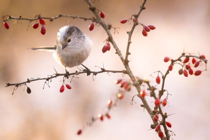 Long-tailed Tiphoto preview