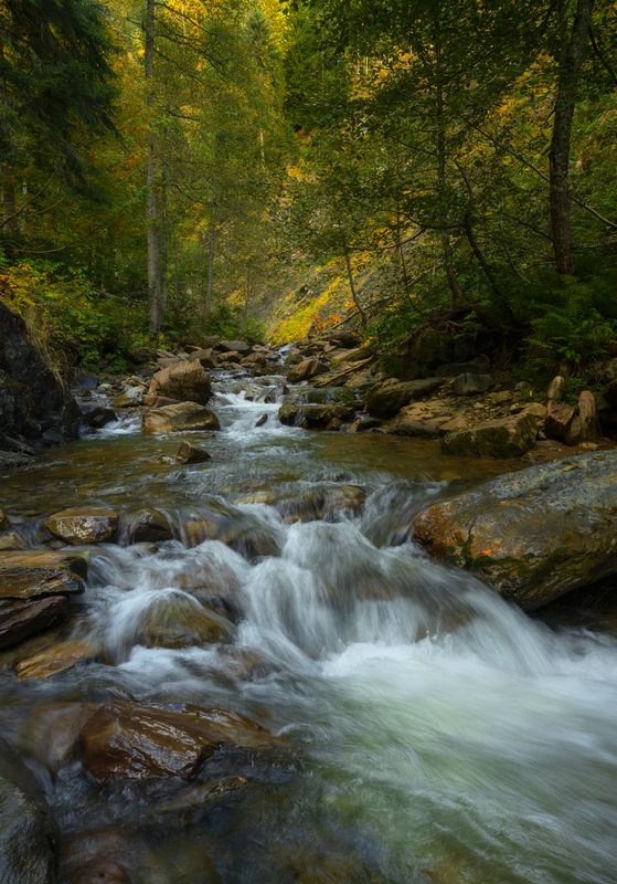 лес, горы, осень, красная поляна У ручьяphoto preview