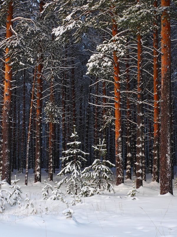 зима лес ёлочки Подружки!photo preview