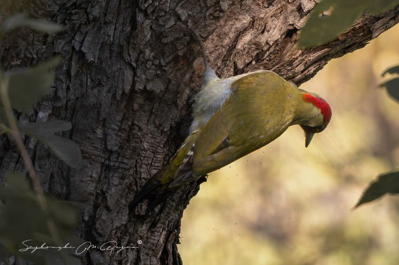 bird Nature | Wildlife Photography | Adventurephoto preview