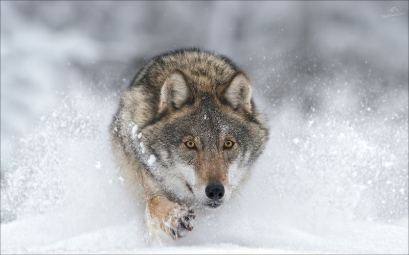 волк, серый волк, европейский волк, фототур в красный бор, красный бор, фотосъемка волков, grey wolf, canis lupus, фототуры 2026, бег волка, бегущий по снегу волк По снегу ..photo preview