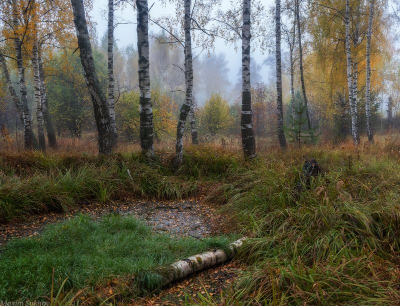 Осень, туман, опушка, березы На опушкеphoto preview