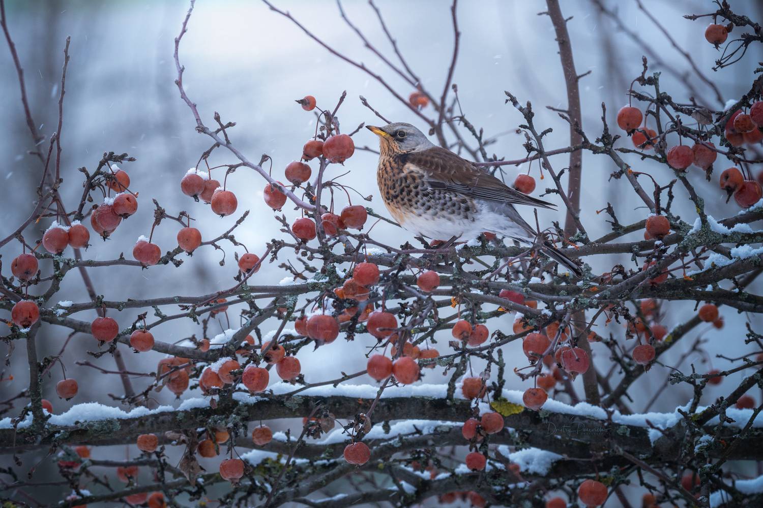 В зимнем раю. Автор: Дмитрий Посевич природа, лес, поля, огороды, животные, птицы, макро, Дмитрий Посевич
