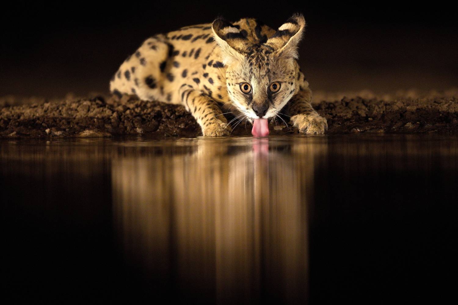 , Александр Перов