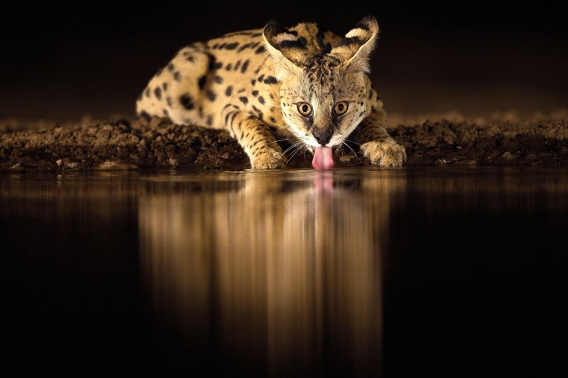 Выпивохаphoto preview