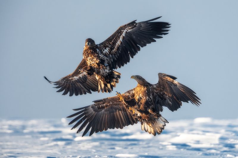 Битваphoto preview