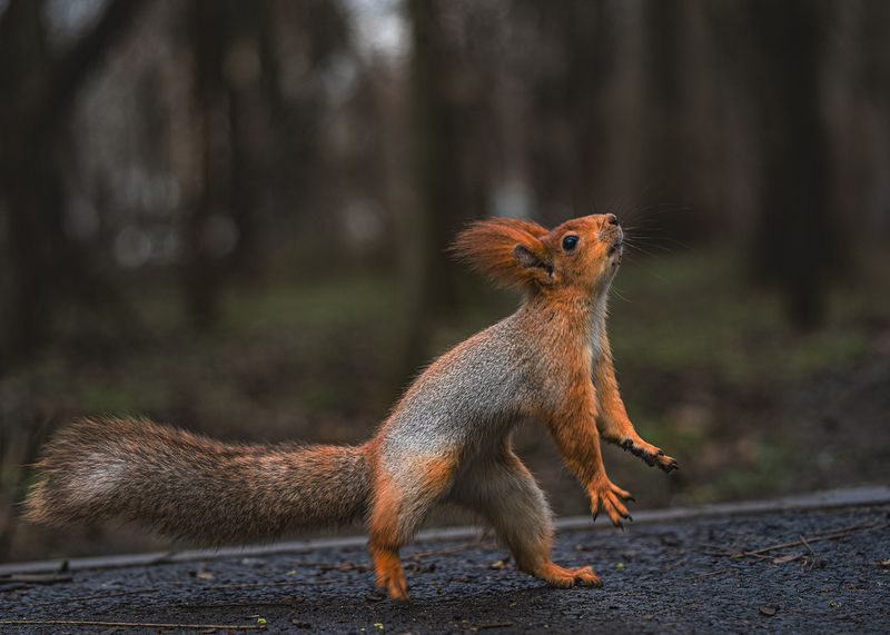 парк, животные, белка Сейчас я тебя поймаю!photo preview