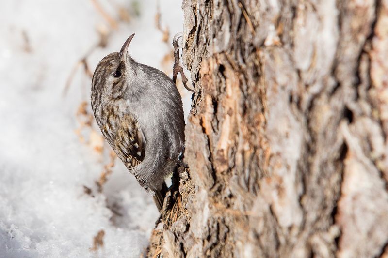 Пищухаphoto preview