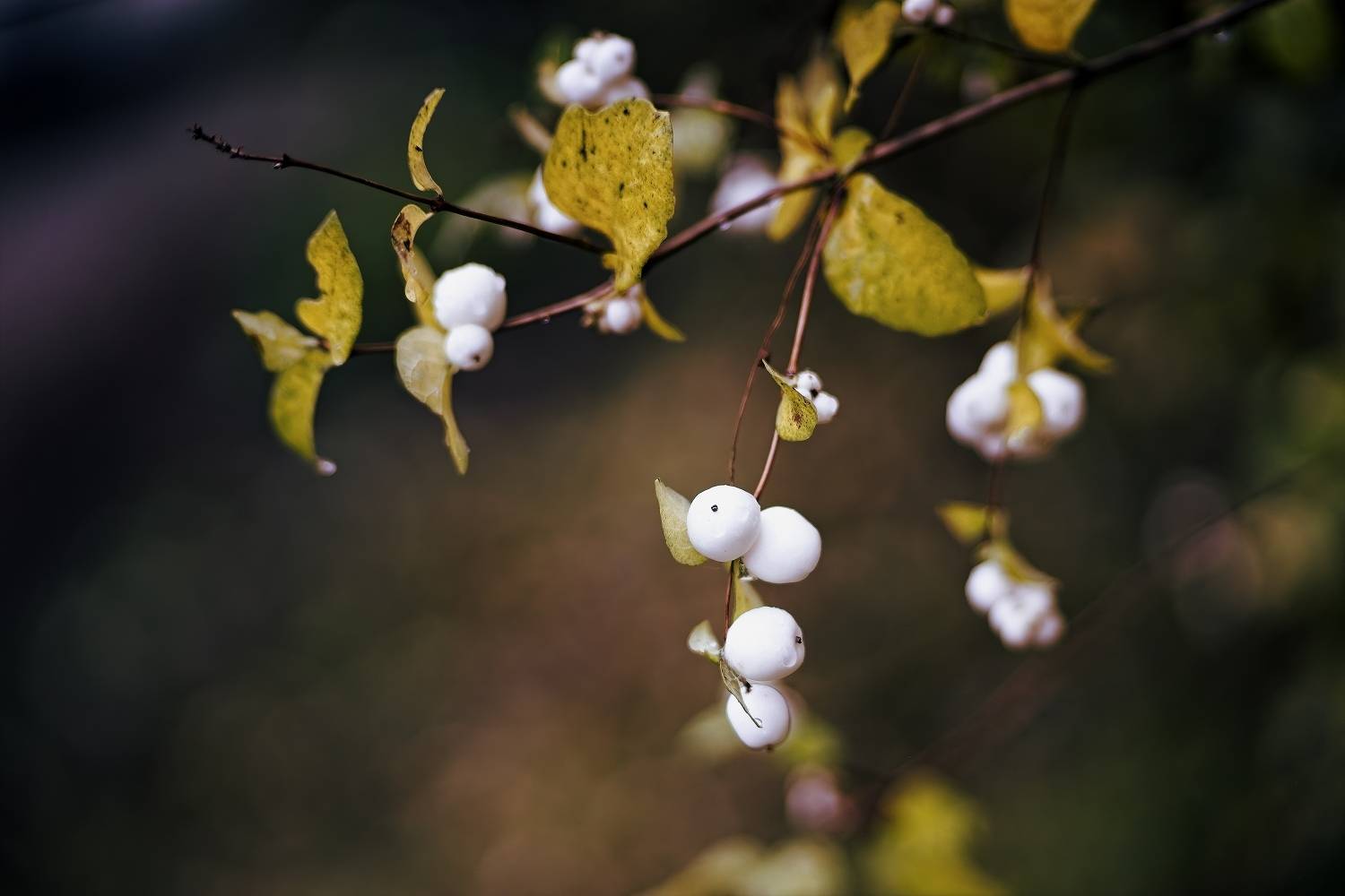 , Орлов Олег