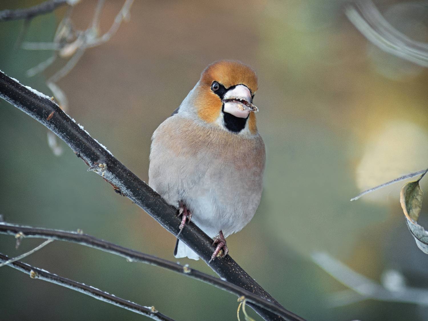 птица, дубонос,, Мочалова Марина