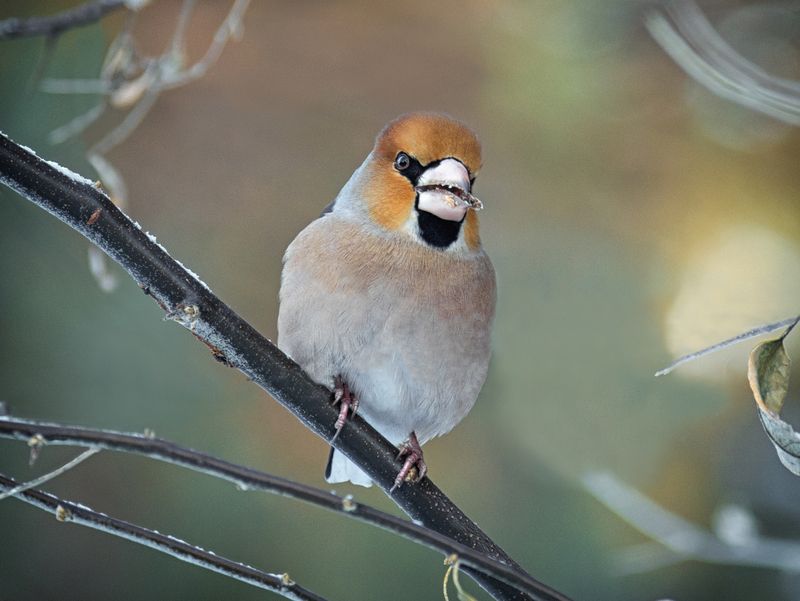 птица, дубонос, Суровый дубонос.photo preview