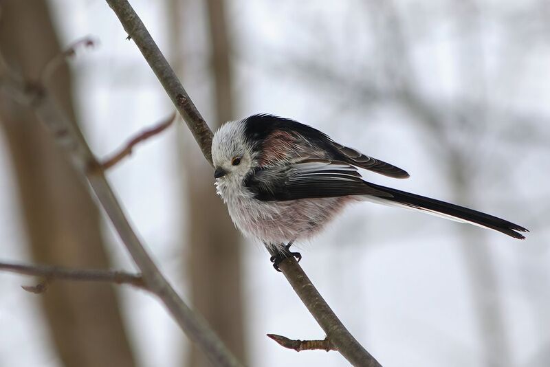 синица, длиннохвостая синица, ополовник, aegithalos caudatus Длиннохвостая синицаphoto preview