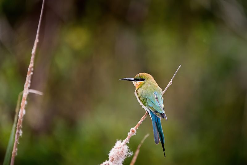 птица, щурка, Шри-Ланка синехвостая щуркаphoto preview