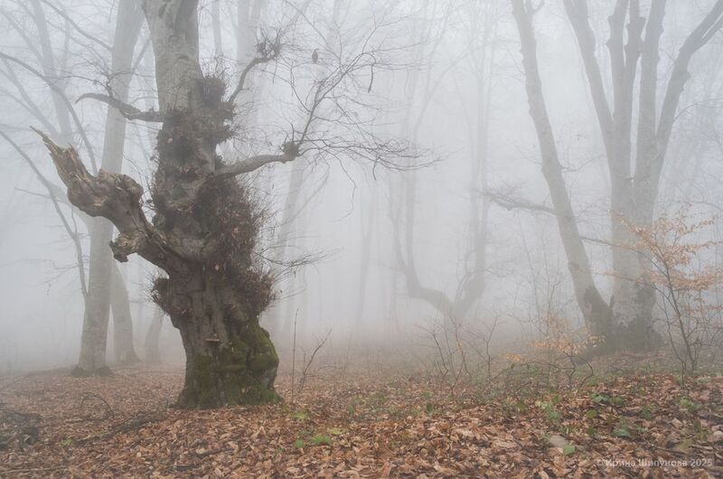 Страж Таинственного лесаphoto preview