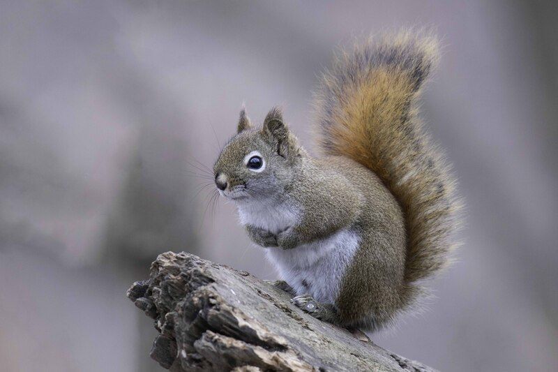 Red squirrelphoto preview
