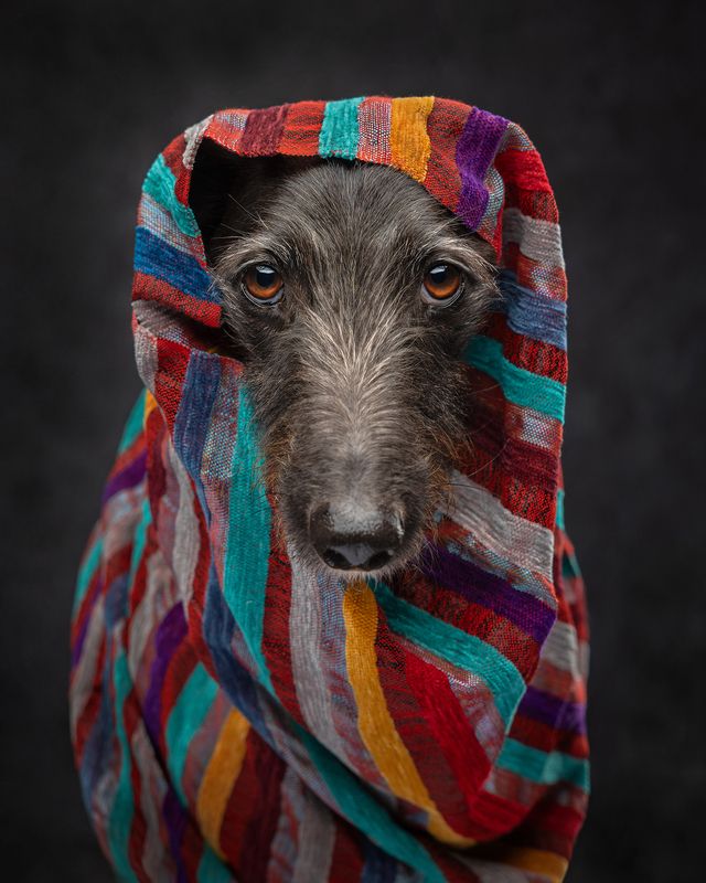 #lurcher #dog Hector in shawlphoto preview