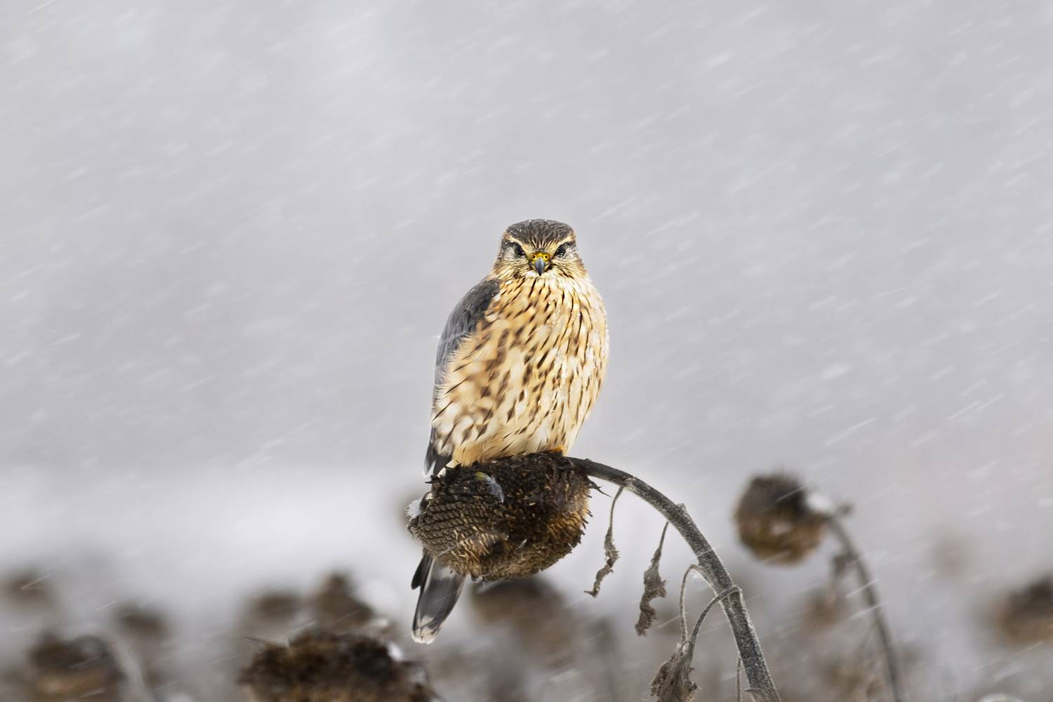 природа, Валерий Черняк