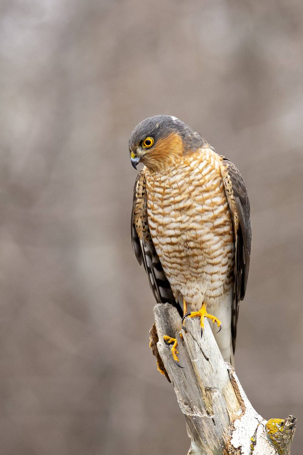 природа, Валерий Черняк