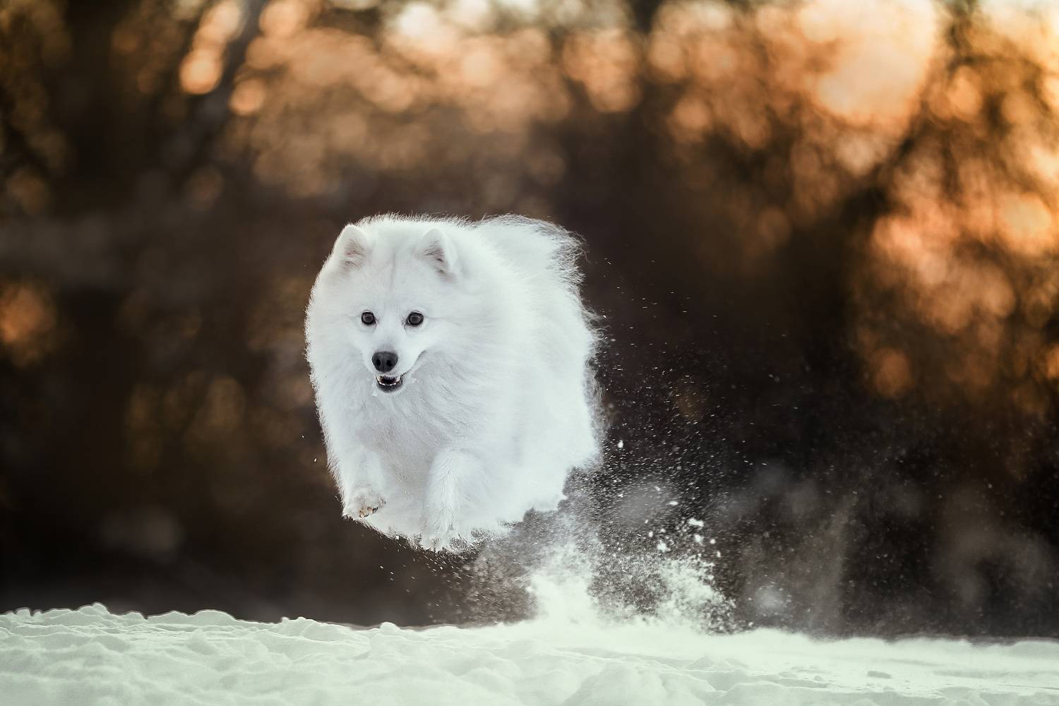 , Андрей Ершов