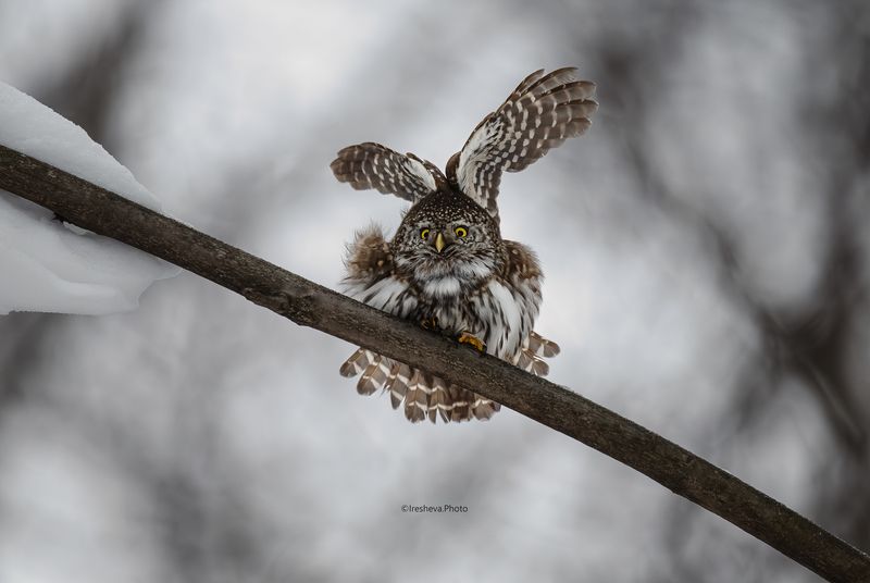 Сыч,сова,Воробьиный сыч,птица Утренняя гимнастикаphoto preview