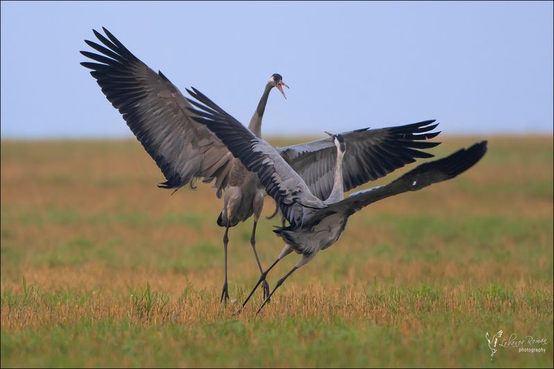 Журавли Серые Лобанов Пересвет Птицы  * * *photo preview