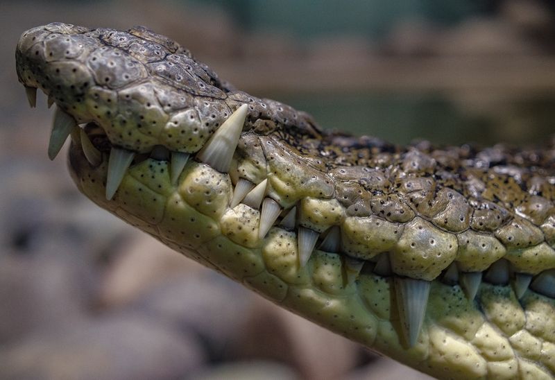 Зубы крокодилаphoto preview