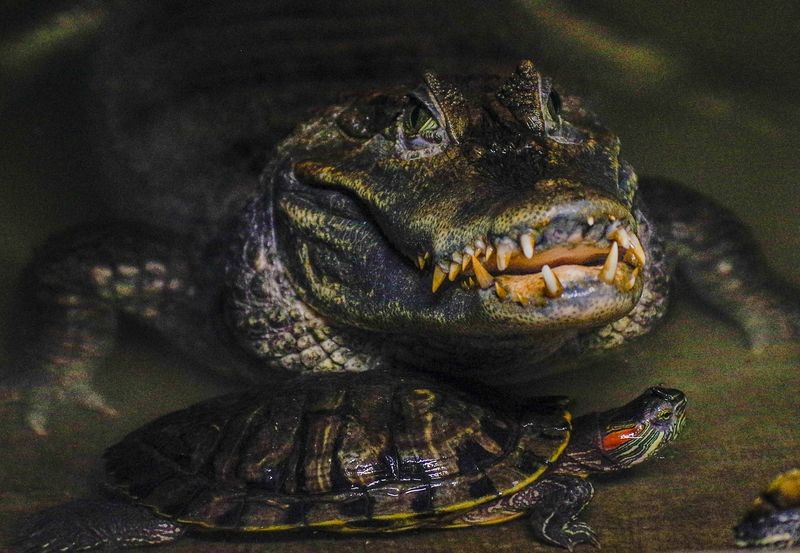 Крокодил и черепахаphoto preview