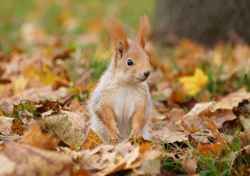 Белкаphoto preview