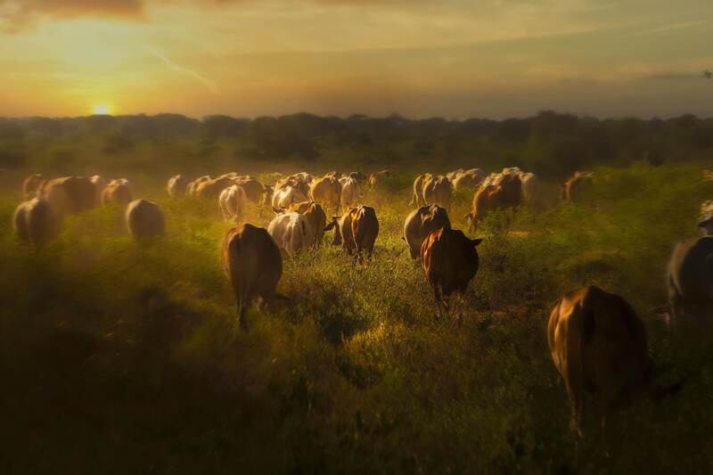 Cowland фото превью