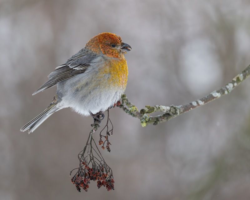 щур, птицы photo preview