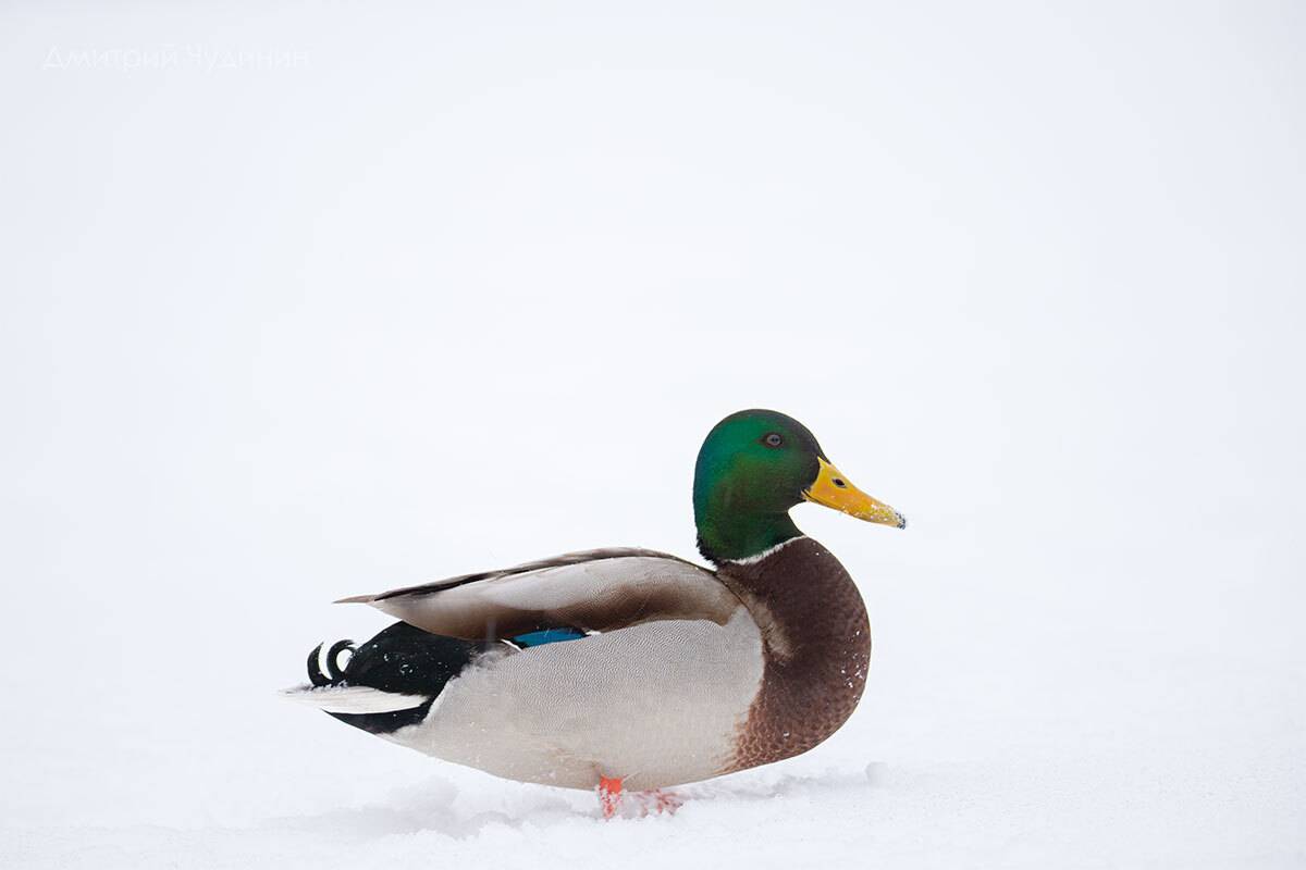 , Чудинин Дмитрий