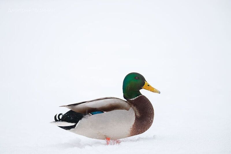 Портрет кряквы фото превью