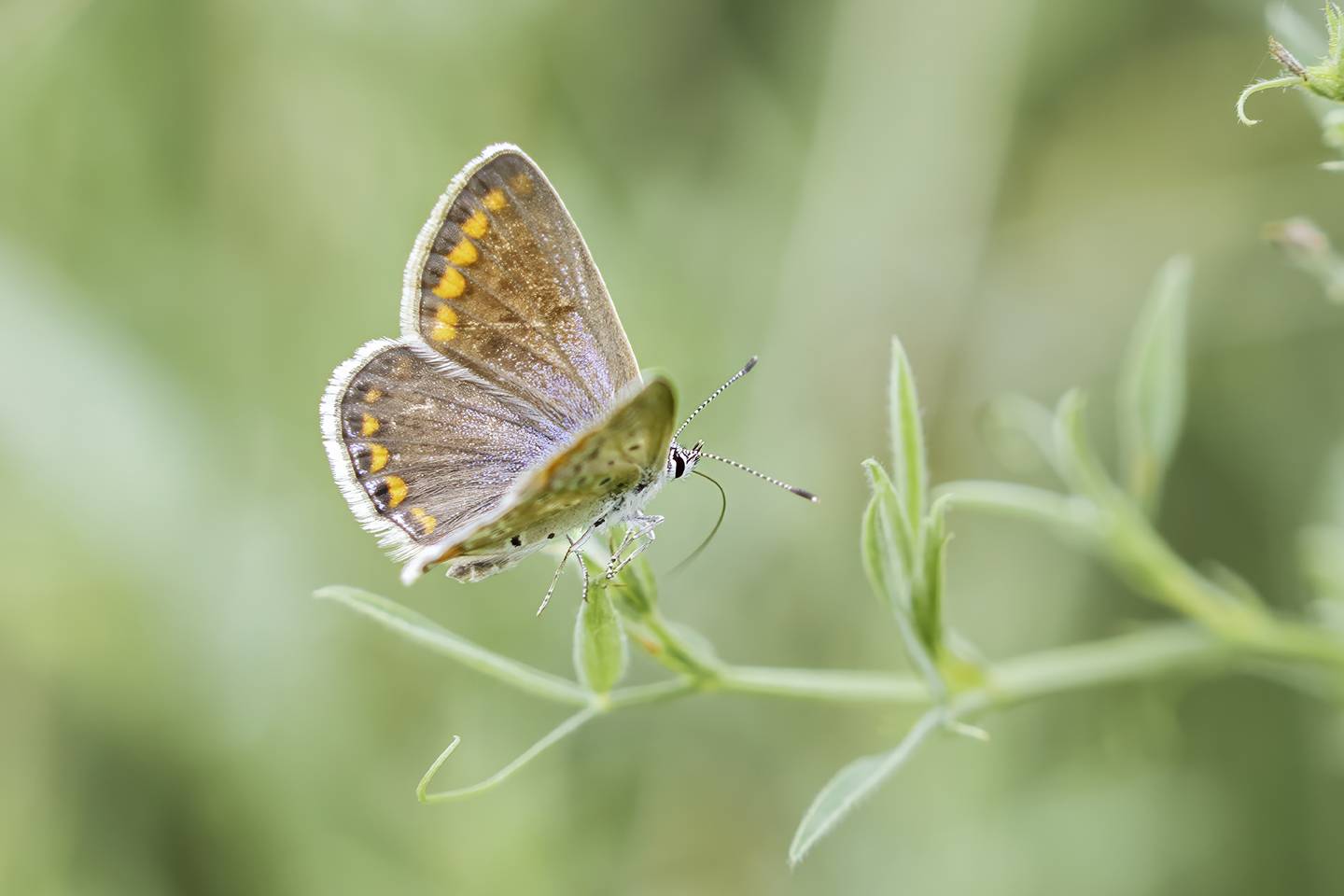 Mariposa ícaro. Автор: Agus mariposa, macro, color, suavidad, Agus