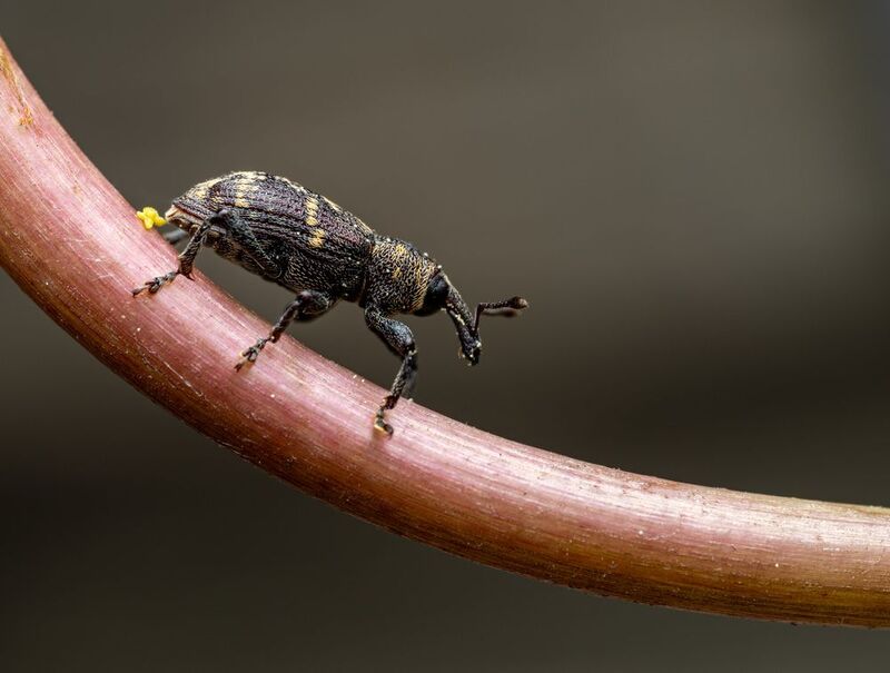 Долгоносикphoto preview