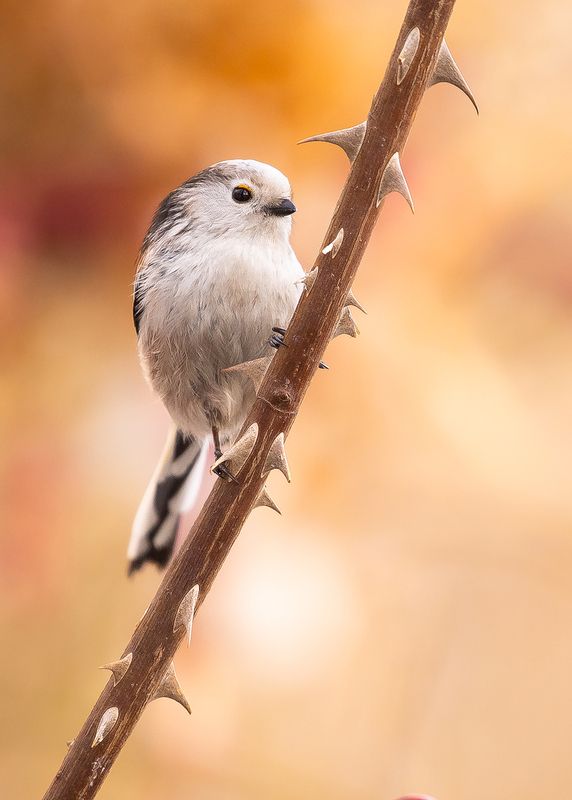Long-tailed Tiphoto preview