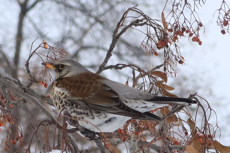 природа,птицы,дрозд рябинник Дрозд рябинникphoto preview