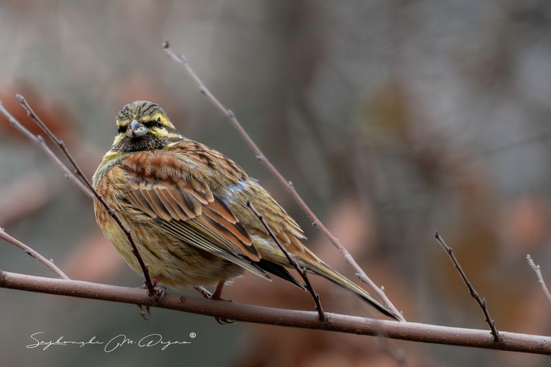 bird Nature | Wildlife Photography | Adventurephoto preview