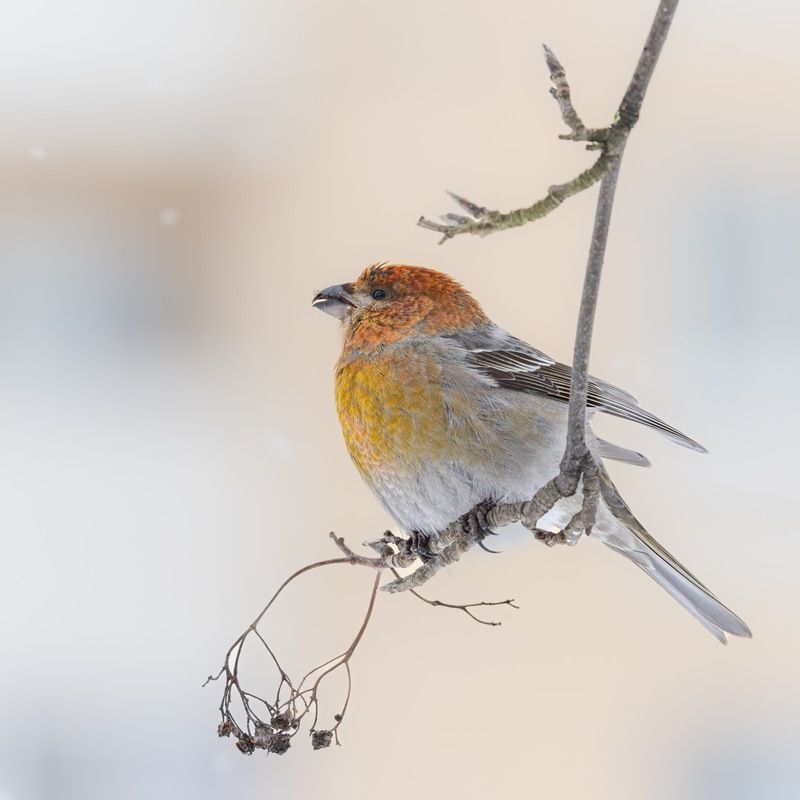 щур, птицы photo preview