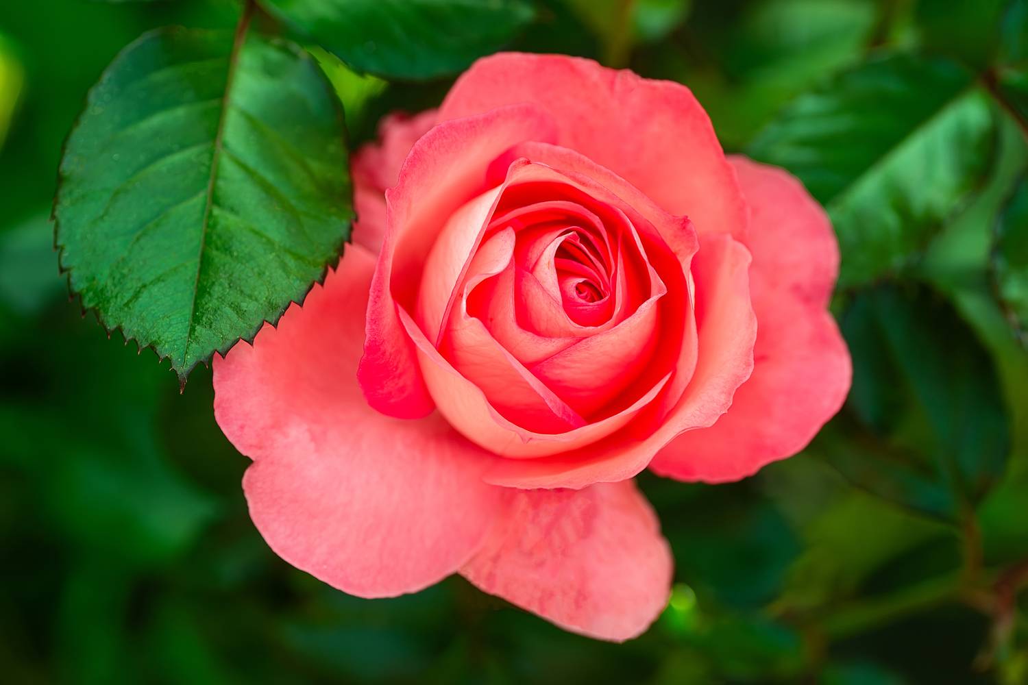 , Корнеев Алексей