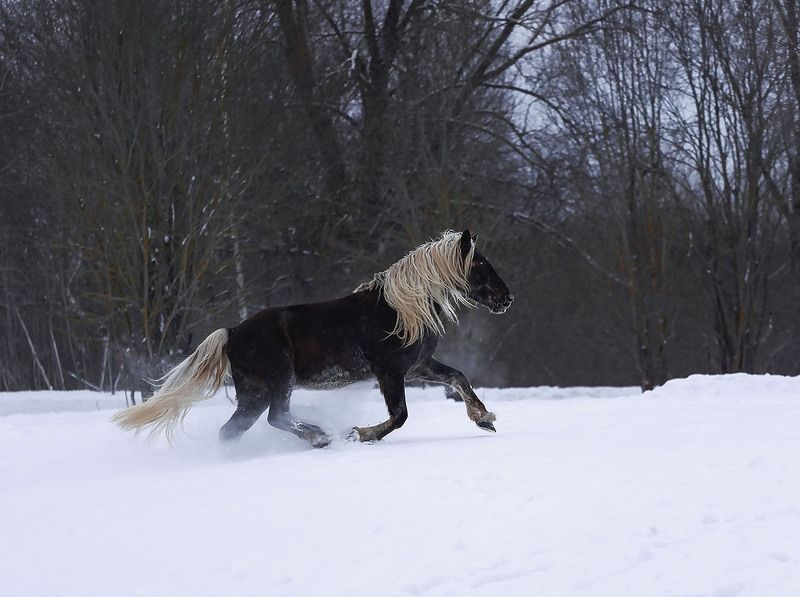 лошадь,галоп,красота, лес, зима,природа, horse, movement,beautiful, forest, nature Зимний вихрь галопаphoto preview