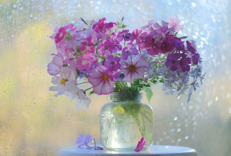 Летний звездопадphoto preview