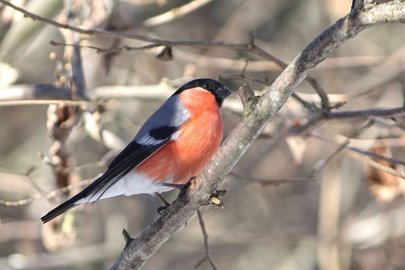 снегирь, обыкновенный снегирь, pyrrhula pyrrhula Снегирьphoto preview