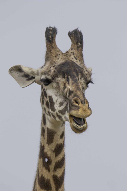 Masai giraffephoto preview