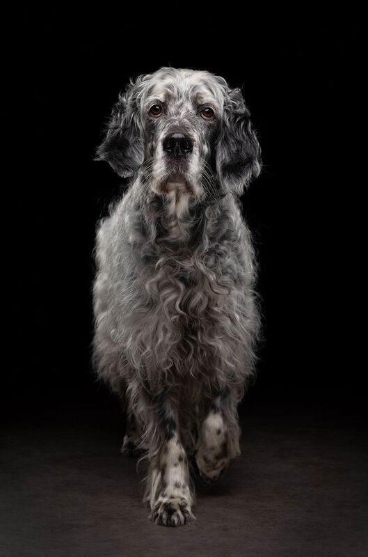 #englishsetter #dog Keeleyphoto preview