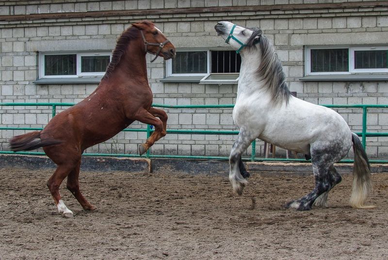 Лошадиphoto preview