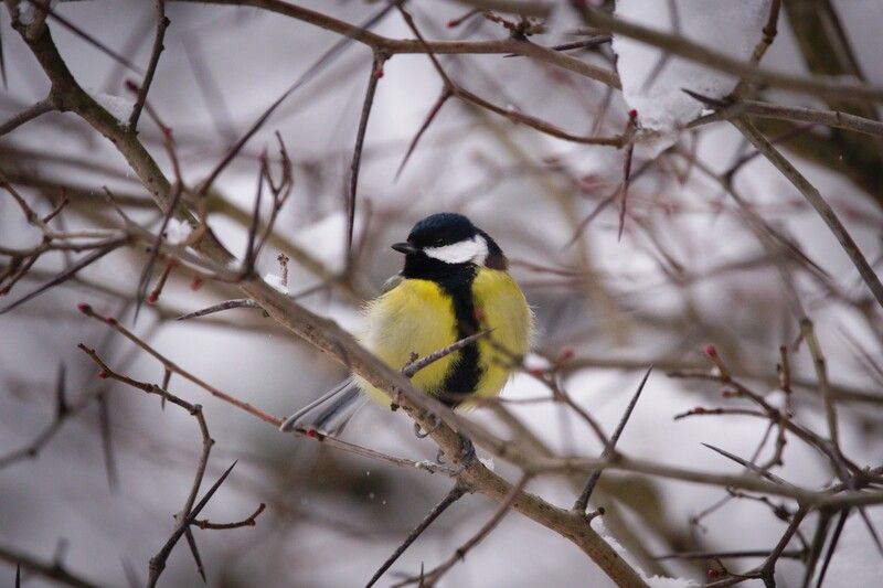 Королева шиповphoto preview