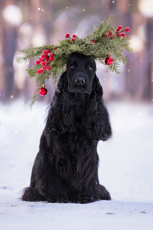 Новогодний аккордphoto preview