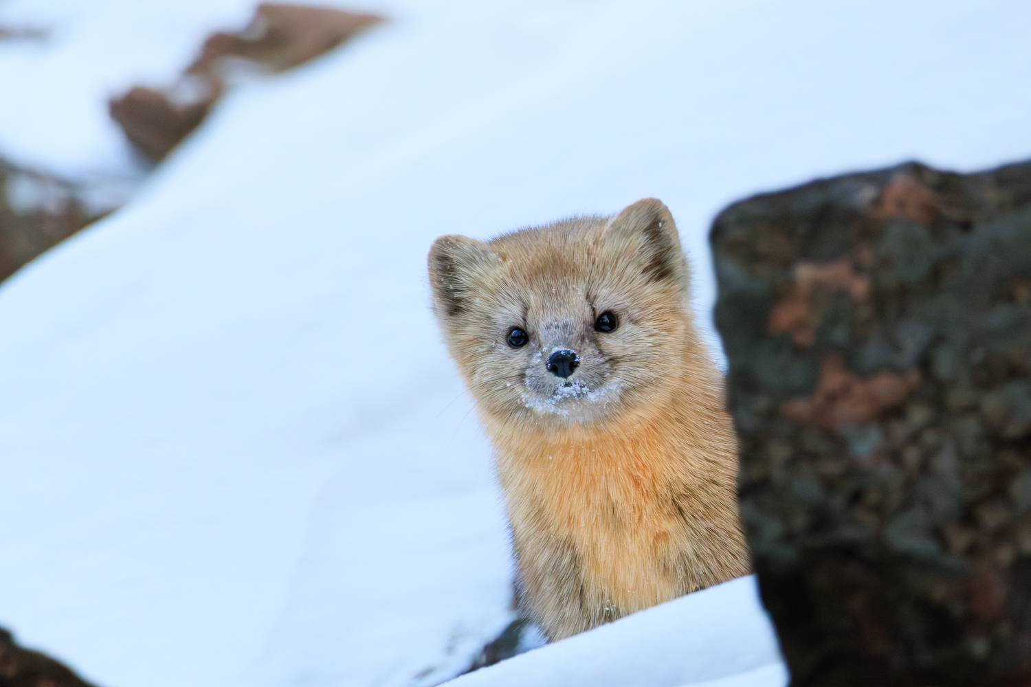 соболь, фотоохота, животные, красноярские столбы, Николай Попов