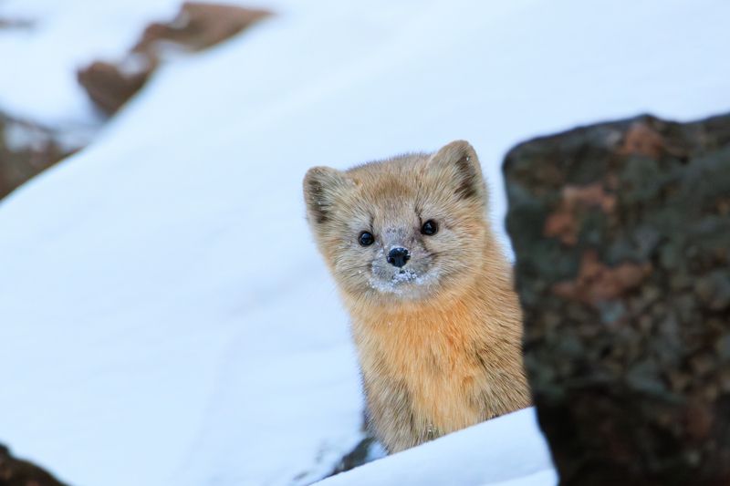соболь, фотоохота, животные, красноярские столбы Соболь фото превью